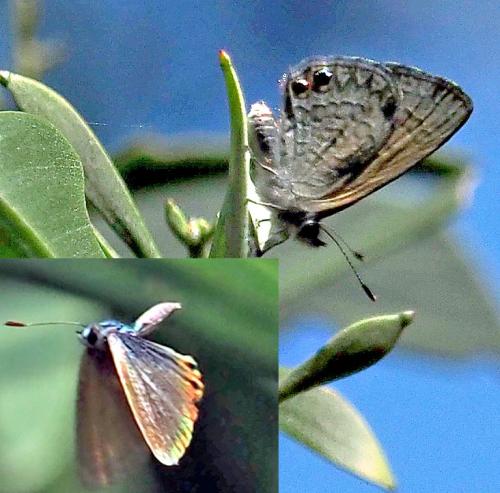 Réf. 298 957 : Nacaduba biocellata